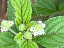 Lippia rehmannii leaves and flowers